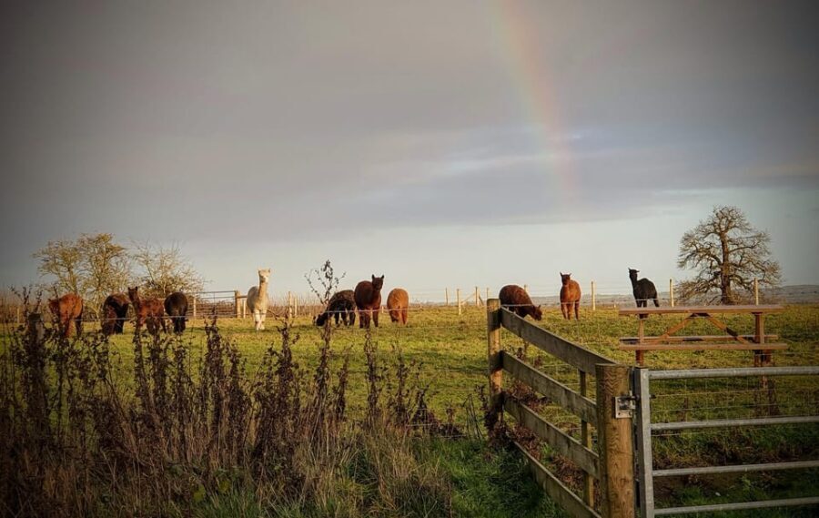 Shropshire: Alpaca Meet & Greet Intimate Alpaca Experience - Final Thoughts