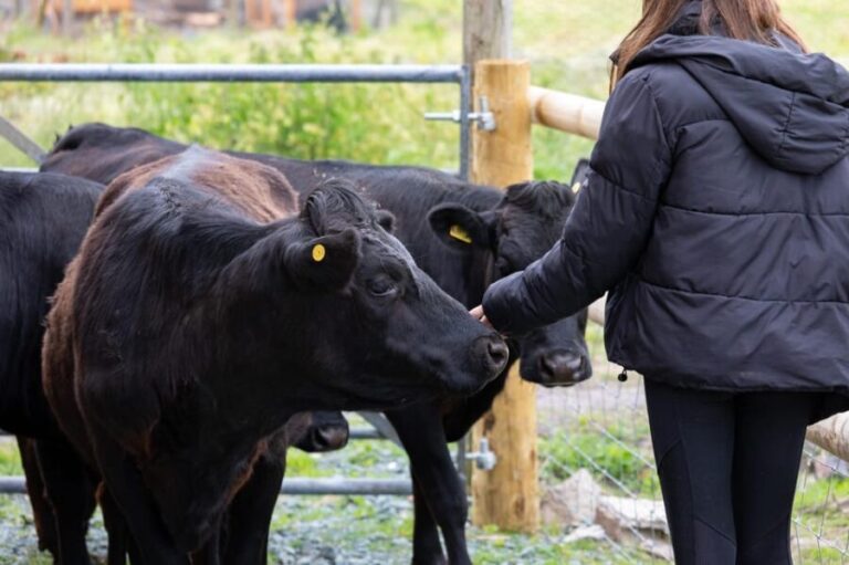 Shropshire: Meet the Mini Moos Cow Cuddling Experience - The Itinerary Breakdown