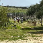 Shuttle & Wine Experience at Lyrarakis Winery - A Closer Look at the Tour Experience