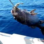 "Side Half-Day Fishing Adventure: Transfer Included!" - The Reality: Pros and Cons