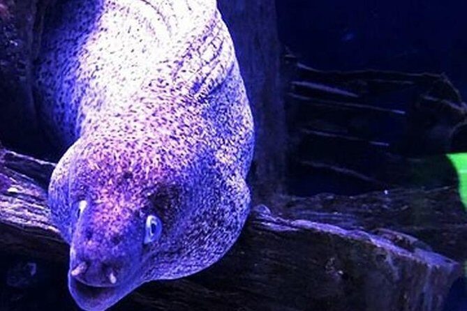 "Side: Scuba Diving in the Fascinating Underwater Museum" - Who Should Consider This Tour?