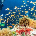 Side: Scuba Diving Tour Journey To The Depths Of The Blue - Final Thoughts