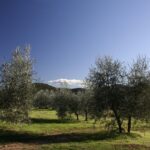 Siena: Half-day Guided Hike to Monteriggioni - Exploring the Itinerary in Detail