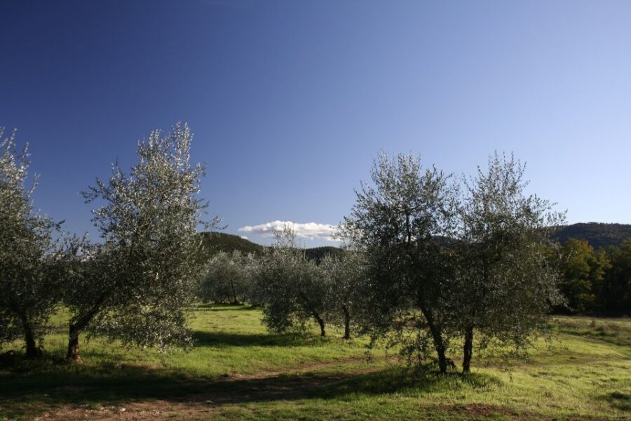 Siena: Half-day Guided Hike to Monteriggioni - Exploring the Itinerary in Detail