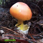 Sierra Norte: Eco Adventure Tour - An In-Depth Look at the Sierra Norte Eco Adventure Tour