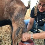 Sifnos: Goat Milking, Cheese-Making & Traditional Dinner - Final Thoughts