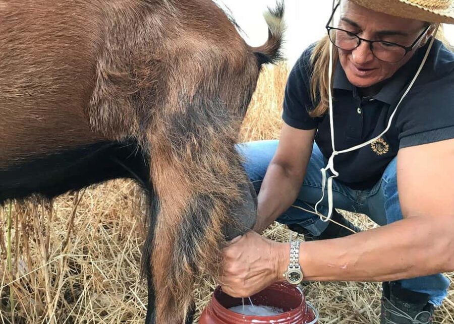 Sifnos: Goat Milking, Cheese-Making & Traditional Dinner - Final Thoughts