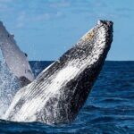 Sighting DE Marine Mammals and Snorkeling - An In-Depth Look at the Huatulco Marine Mammal and Snorkeling Tour