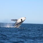 Sighting whale tour in Los Cabos - A Deep Dive into the Whale Watching Experience in Los Cabos