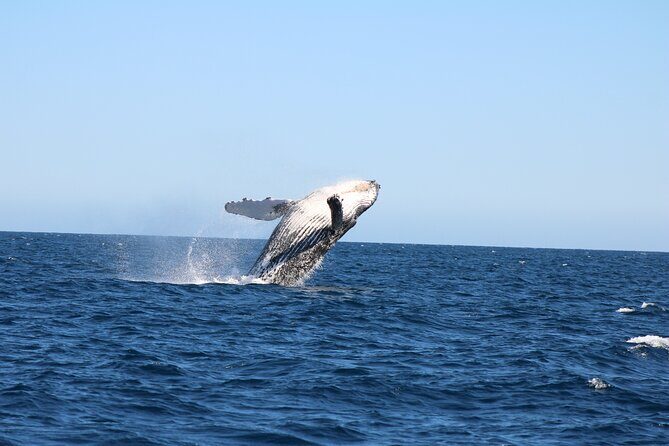 Sighting whale tour in Los Cabos - A Deep Dive into the Whale Watching Experience in Los Cabos