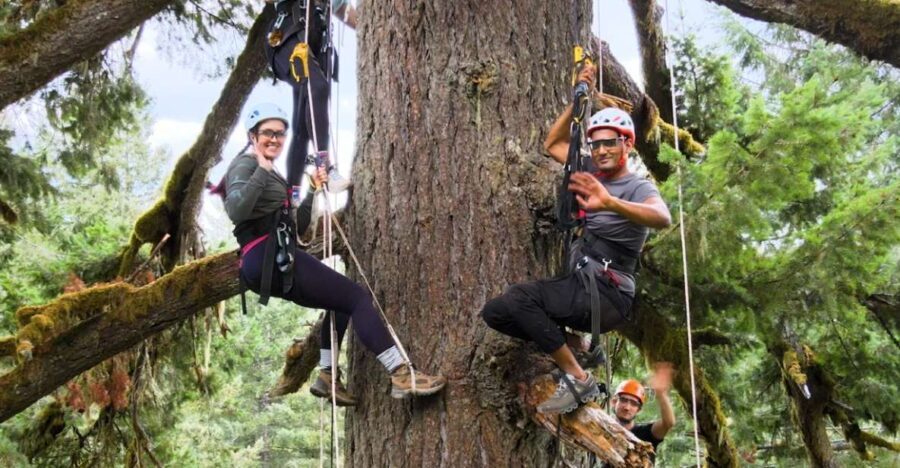 Silver Falls: Old-Growth Tree Climbing Adventure - Why This Tour Stands Out