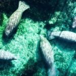 Silver Springs: Clear Kayak Manatee Season Tour - An In-Depth Look at the Silver Springs Kayaking Tour