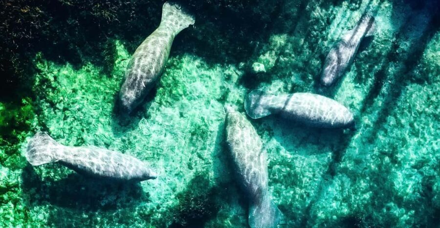 Silver Springs: Clear Kayak Manatee Season Tour - An In-Depth Look at the Silver Springs Kayaking Tour