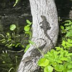 Silver Springs: Guided Clear Kayak or Paddleboard Gator Tour - An In-Depth Look at the Silver Springs Gator Tour