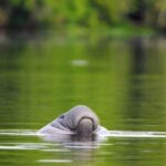 Silver Springs Manatee Kayaking Tour - Who Will Love This Tour?