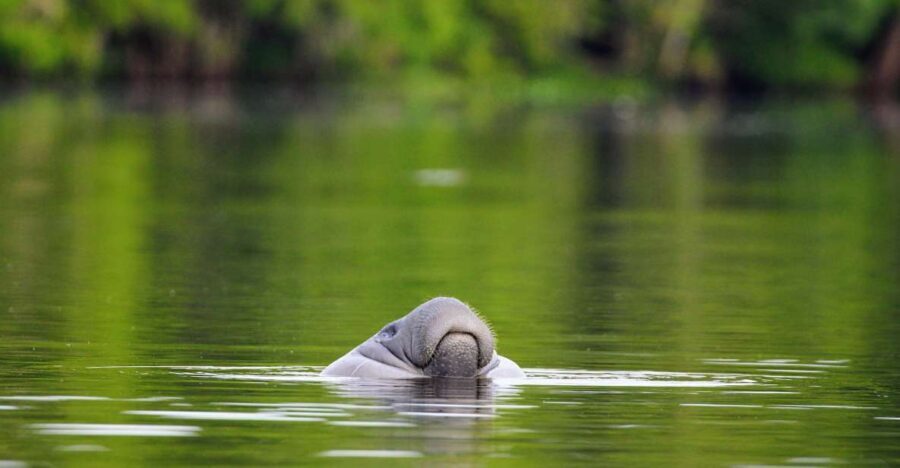 Silver Springs Manatee Kayaking Tour - Who Will Love This Tour?