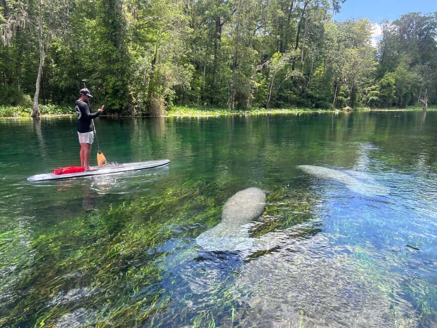Silver Springs: Manatees, Monkeys, and Natural Spring Tour - An In-Depth Look at the Experience