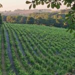 Simple Visit to Discover the Domaine d'Arton - Frequently Asked Questions
