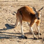 Sip and Animal Safari Experience in Fredericksburg - Who Should Consider This Tour?