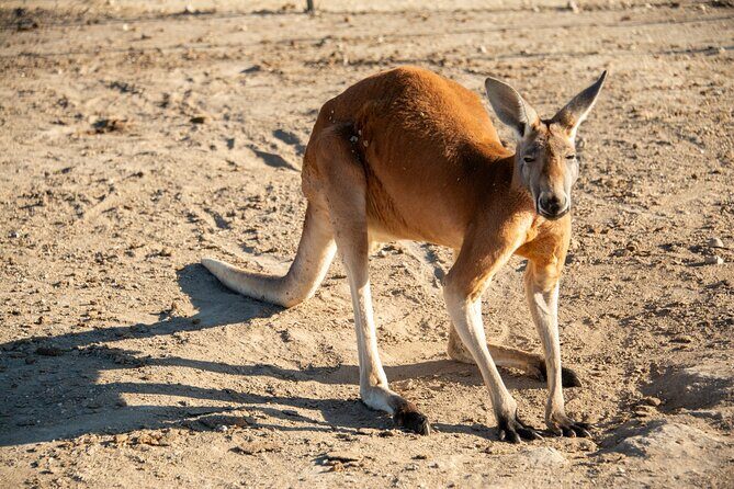Sip and Animal Safari Experience in Fredericksburg - Who Should Consider This Tour?