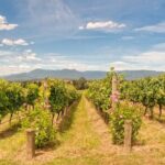 Sip and Savor: Private Yarra Valley Wine Tour from Melbourne - Why We Think This Tour Offers Great Value