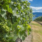 Sip & Savor: Private West Kelowna Wine Trail Escape - The Cultural Element