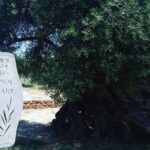 Sips of Crete: Flavors, Legends & Hidden Gems - Practical Details & What to Expect