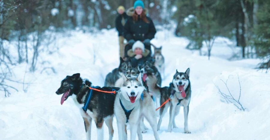 Sirkka: Husky Sled Ride in Levi