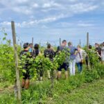 Sirmione: Vineyard Tour with Lugana Wines and Local Tastings - Why the Wines and Food Matter