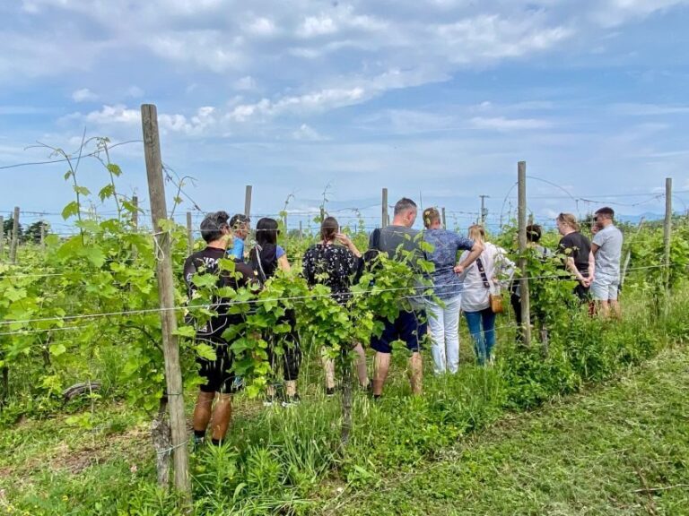 Sirmione: Vineyard Tour with Lugana Wines and Local Tastings - Why the Wines and Food Matter