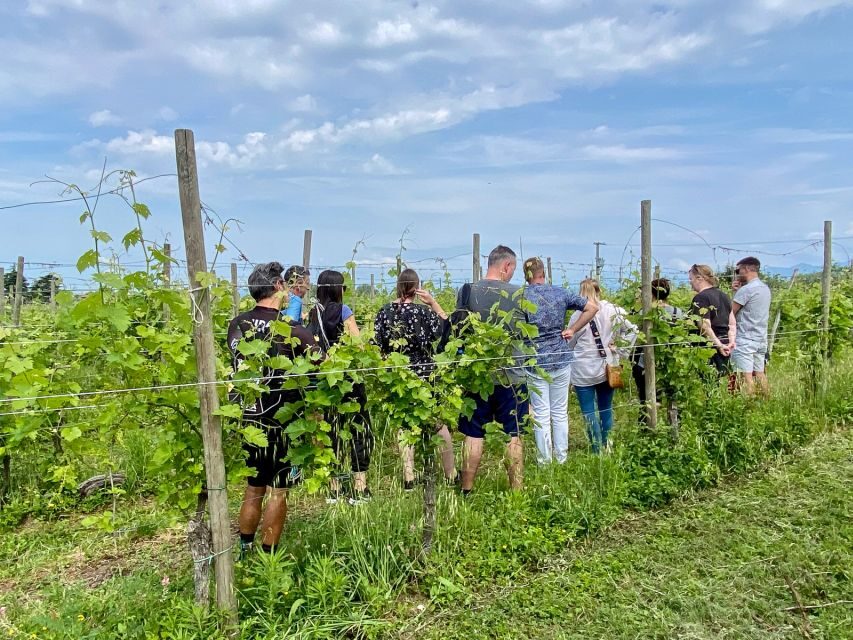 Sirmione: Vineyard Tour with Lugana Wines and Local Tastings - Why the Wines and Food Matter