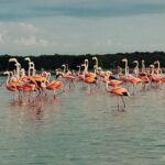 Sisal & Mangroves Kayak Tour from Merida - Practical Information & FAQs