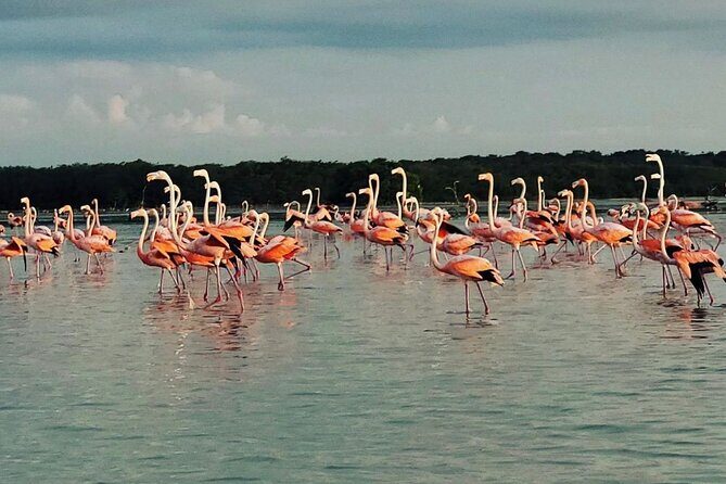 Sisal & Mangroves Kayak Tour from Merida - Practical Information & FAQs