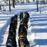 Sit Back and Relax Morning Husky Tour - What to Expect at Each Stop