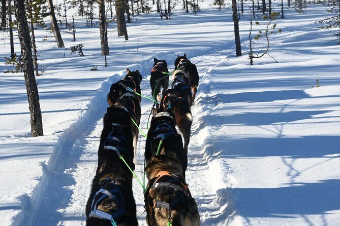 Sit Back and Relax Morning Husky Tour - What to Expect at Each Stop