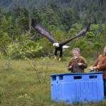 Sitka: Alaska Raptor Center Admission Ticket - Why This Tour Works for You
