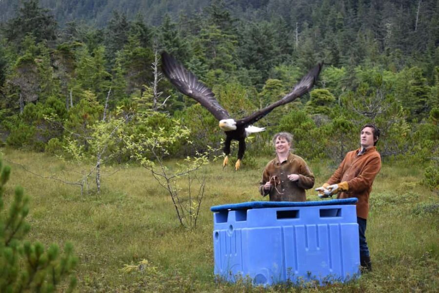 Sitka: Alaska Raptor Center Admission Ticket - Why This Tour Works for You