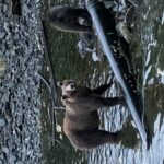 Sitka Boat Tours: whale watching, hot springs, kayaking - Who Should Consider This Tour?