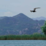 Skadar Lake: 4-Hour Guided tours on Kayak - Discovering Skadar Lake: A Natural Treasure