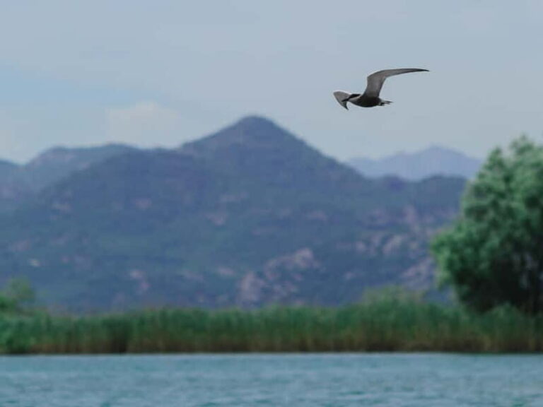 Skadar Lake: 4-Hour Guided tours on Kayak - Discovering Skadar Lake: A Natural Treasure