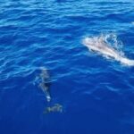 Skiathos private tours :Sailing day with lunch on board, - The Value of a Private Yacht Experience