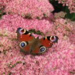 Skip-the-Line: Botanic Garden Entry Ticket - In-Depth Review of Dundee Botanic Garden
