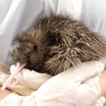 Skip the Line: Franz Josef Wildlife Center Ticket with Optional Backstage Pass - Authentic Insights from Visitors