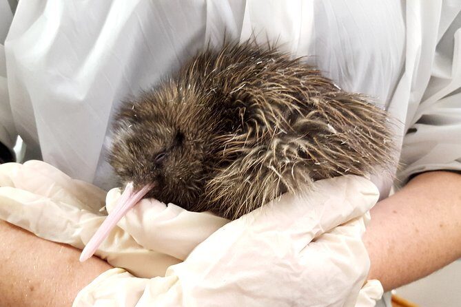 Skip the Line: Franz Josef Wildlife Center Ticket with Optional Backstage Pass - Authentic Insights from Visitors