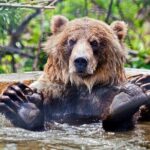 Skip the Line: Kamloops BC Wildlife Park Admission Ticket - A Deep Dive into the Kamloops BC Wildlife Park Experience