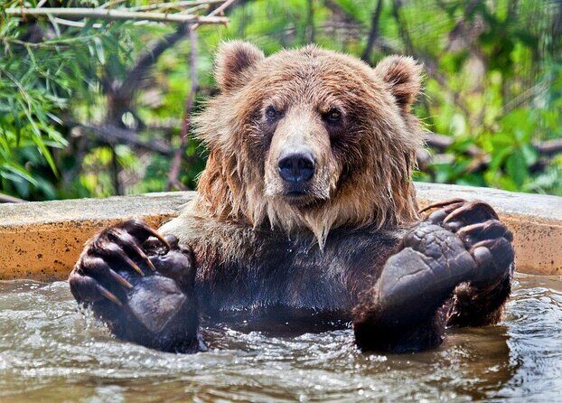 Skip the Line: Kamloops BC Wildlife Park Admission Ticket - A Deep Dive into the Kamloops BC Wildlife Park Experience