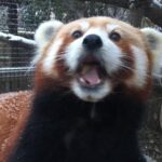 Skip the Line: Miller Park Zoo General Admission Ticket - Who Should Visit Miller Park Zoo?