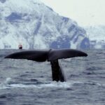 Skjervøy: Birds and Wildlife of Arctic Norway - A Genuine Look at the Wildlife Adventure