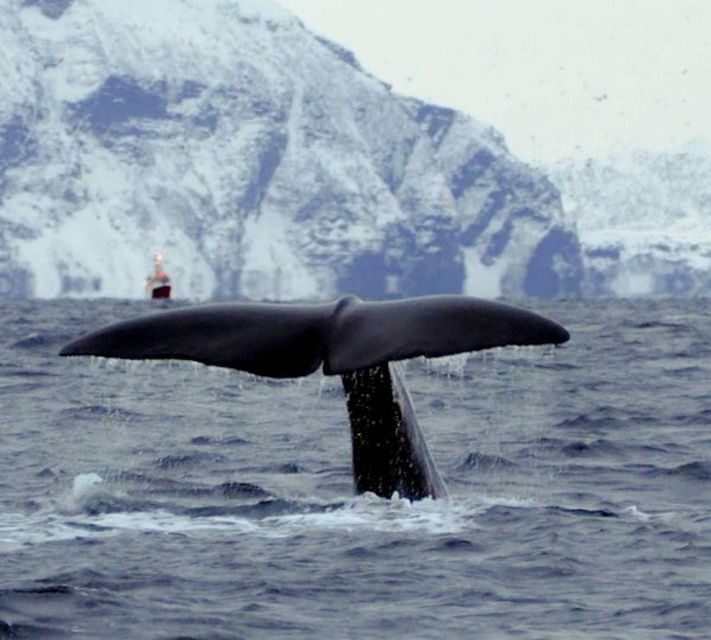 Skjervøy: Birds and Wildlife of Arctic Norway - A Genuine Look at the Wildlife Adventure