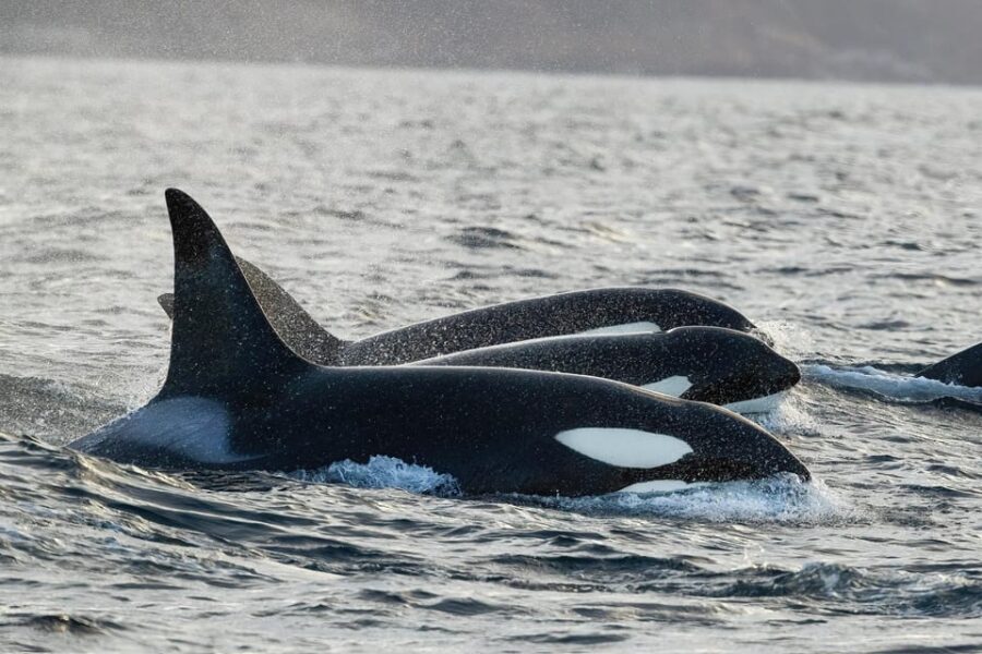 Skjervøy: Orca and Whale-Watching comfort heated Boat Trip